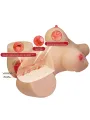 Crazy Bull - Emma Torso Femminile Realistico Vagina E Anale 48 Kg - CRAZY BULL - Masturbatori Vagina | erosidea.com